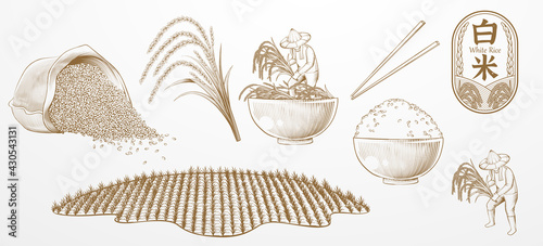 Vintage engraving rice elements
