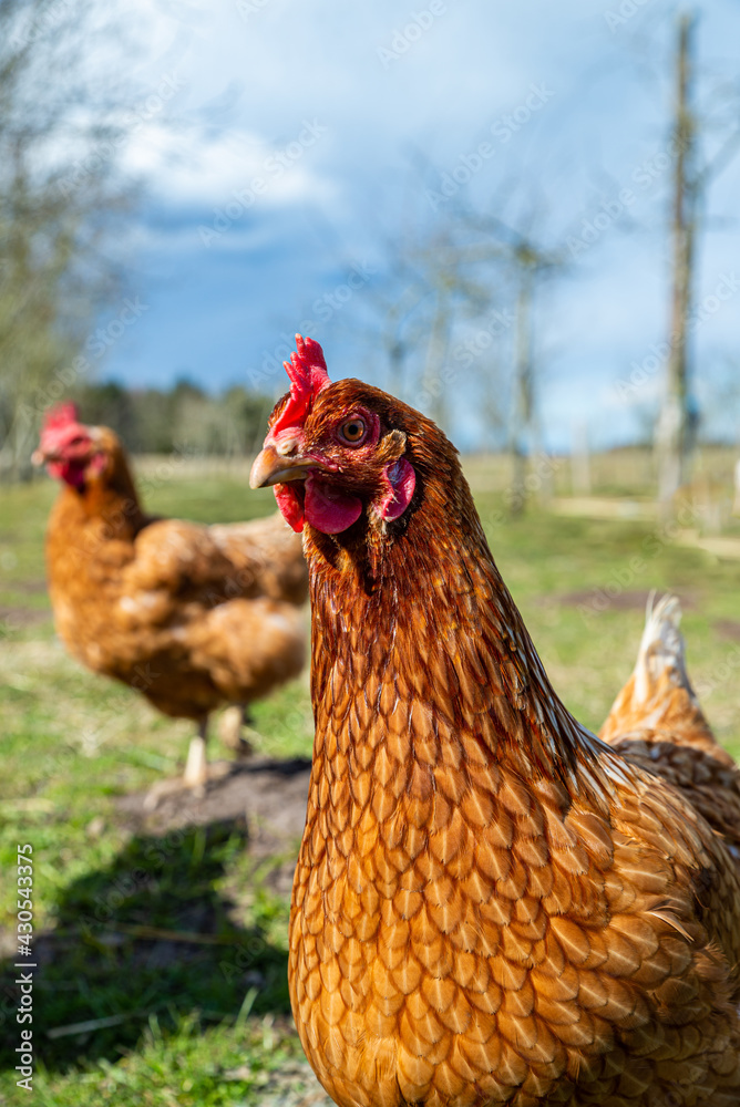 Hellered-Hilander hens enjoy the sun on the organic farm
