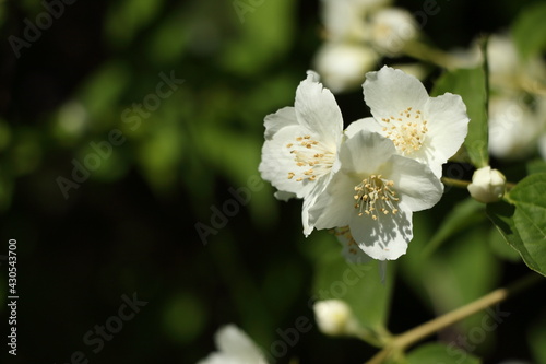 jasmine flowers