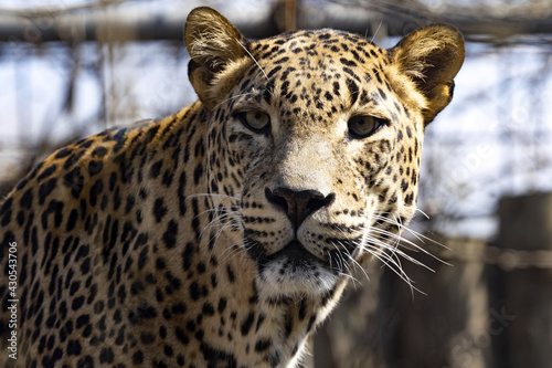 Portrait of a male Sri Lanka Leopard, Panthera pardus kotiya, observing the surroundings