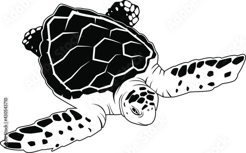 Sea Turtle