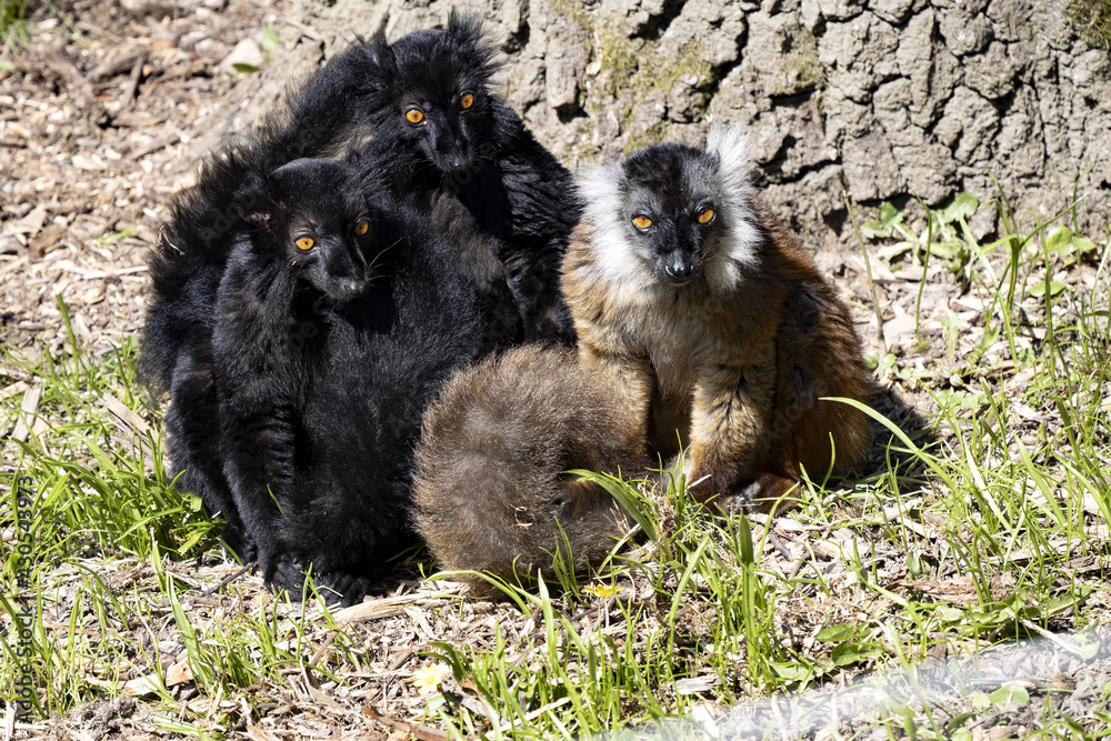 Fototapeta premium The family of the Black lemur, Eulemur m. macaco, sits by a tree trunk and basks in the sun