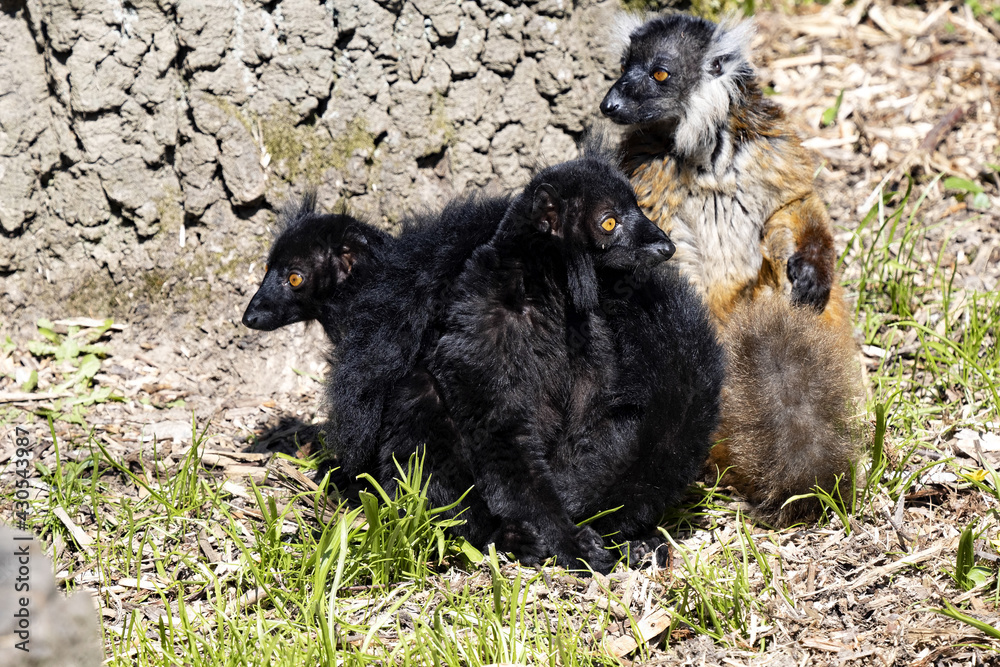 Fototapeta premium The family of the Black lemur, Eulemur m. macaco, sits by a tree trunk and basks in the sun