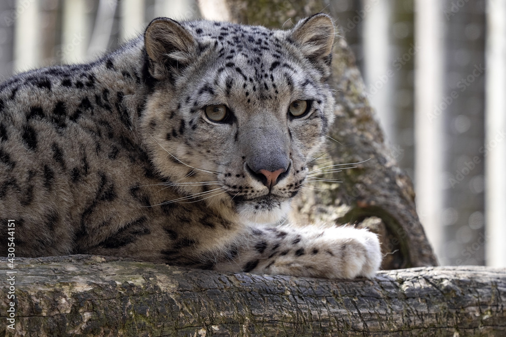 Portrait of a female Snow leopard, Panthera uncia, observing the surroundings. Portrait of a female Snow leopard, Panthera uncia, observing the surroundings.