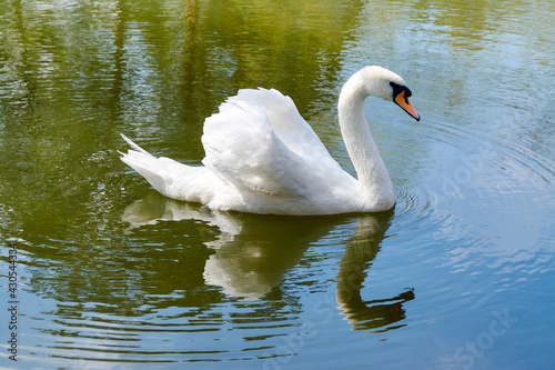 swan swims on the lake