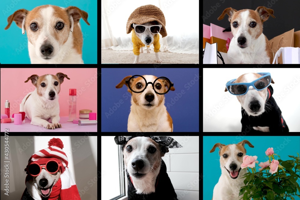 Collage of videos with funny creatures talking to each other online in the  form of a call. Dog in different costumes and on different backgrounds  depicts different characters Stock Photo | Adobe