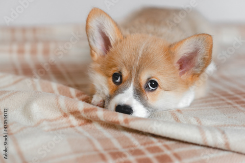 Pembroke Welsh Cute little sleepy Corgi puppy is lying on the couch. Top horizontal view copyspace pet taking care and adoption concept. Beautiful fluffy and furry puppy.