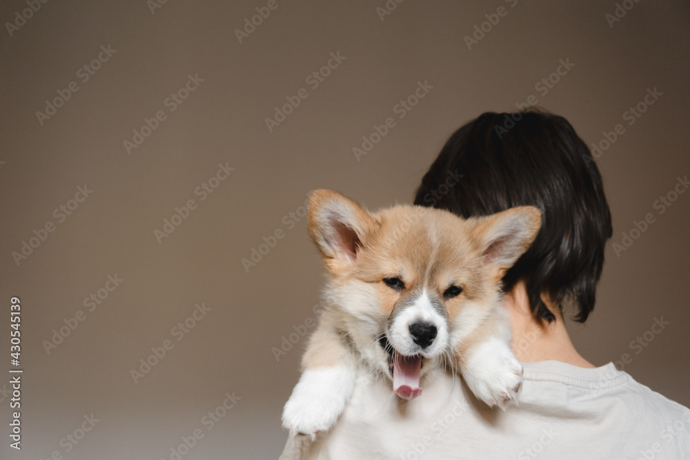 Young female holding Cute little Pembroke Welsh Corgi puppy. Taking care and adopting pets concept. Lifestyle minimalism and simplisity