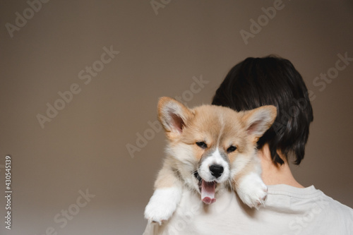 Young female holding Cute little Pembroke Welsh Corgi puppy. Taking care and adopting pets concept. Lifestyle minimalism and simplisity