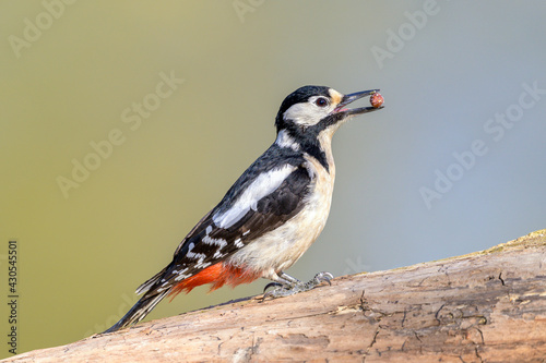 Great Spotted Woodpecker (female) - Dendrocopos major in its natural habitat