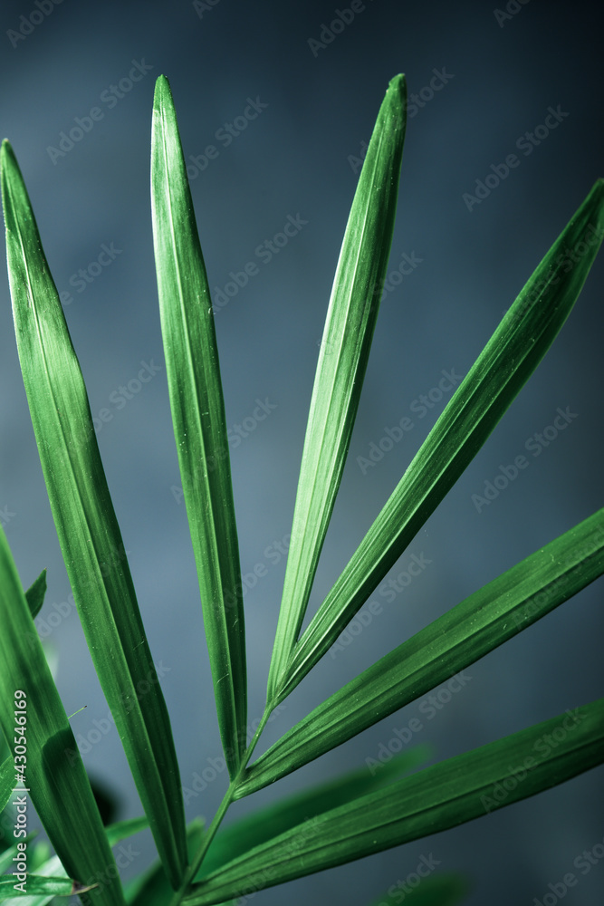 Obraz premium Small palm tree