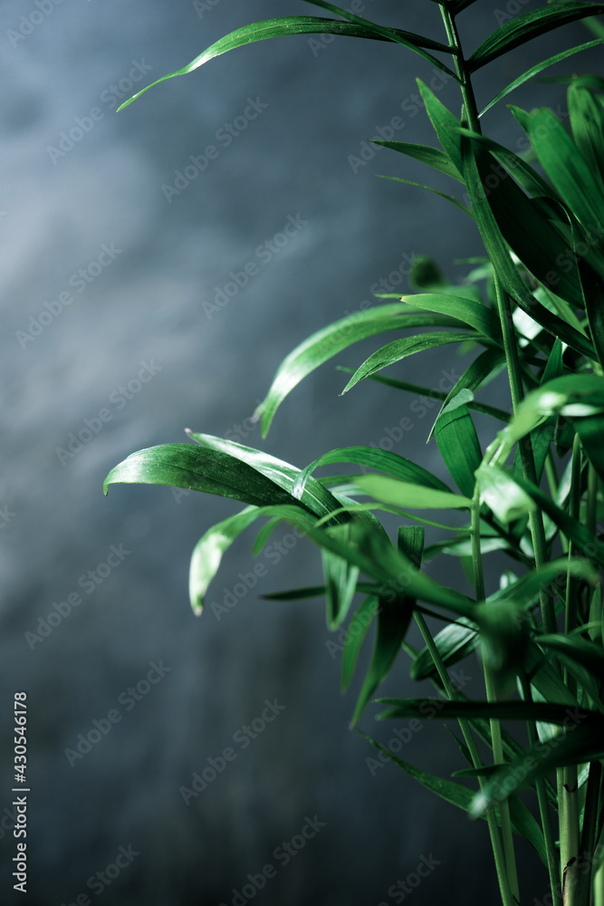 Small palm tree