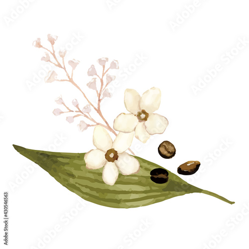 コーヒー豆と花の装飾　水彩手描きイラスト