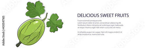 Sweet green berry gooseberry banner , fruit isolated on white background, vector illustration