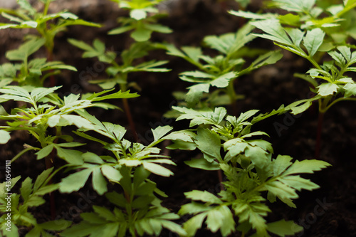 young green shoots close-up in the afternoon on the background of the soil