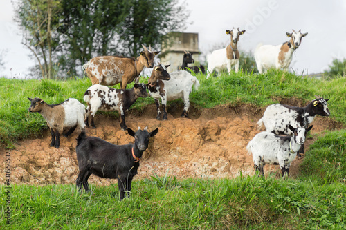 Portrait of goats on field
