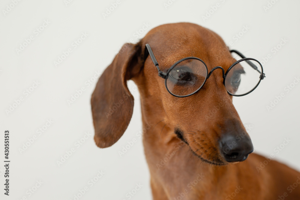 portrait of a cute brown dachshund in glasses for vision on a white background, space for text
