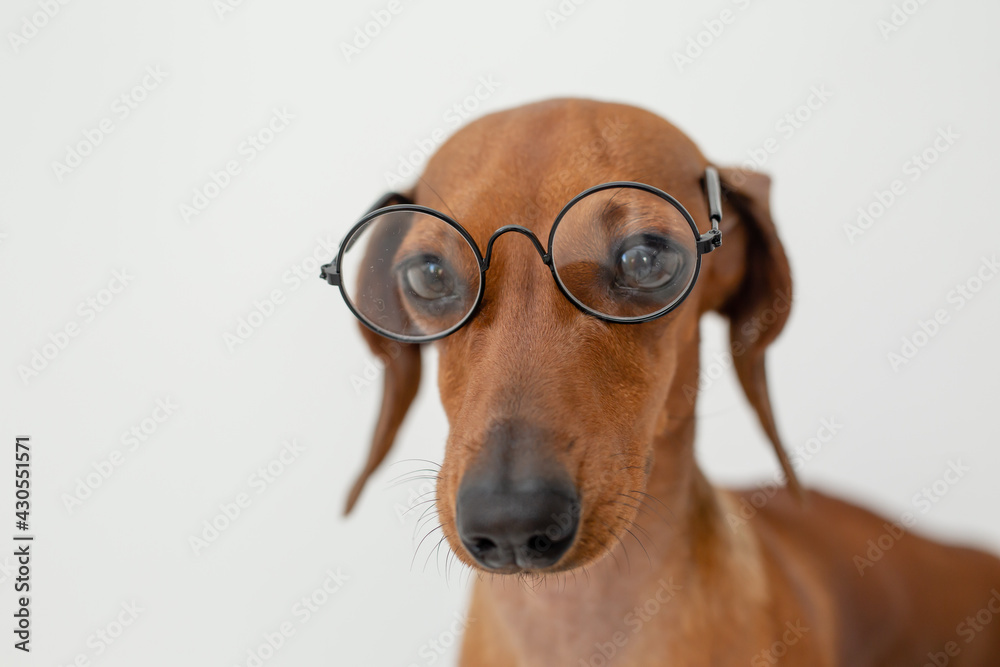 portrait of a cute brown dachshund in glasses for vision on a white background, space for text