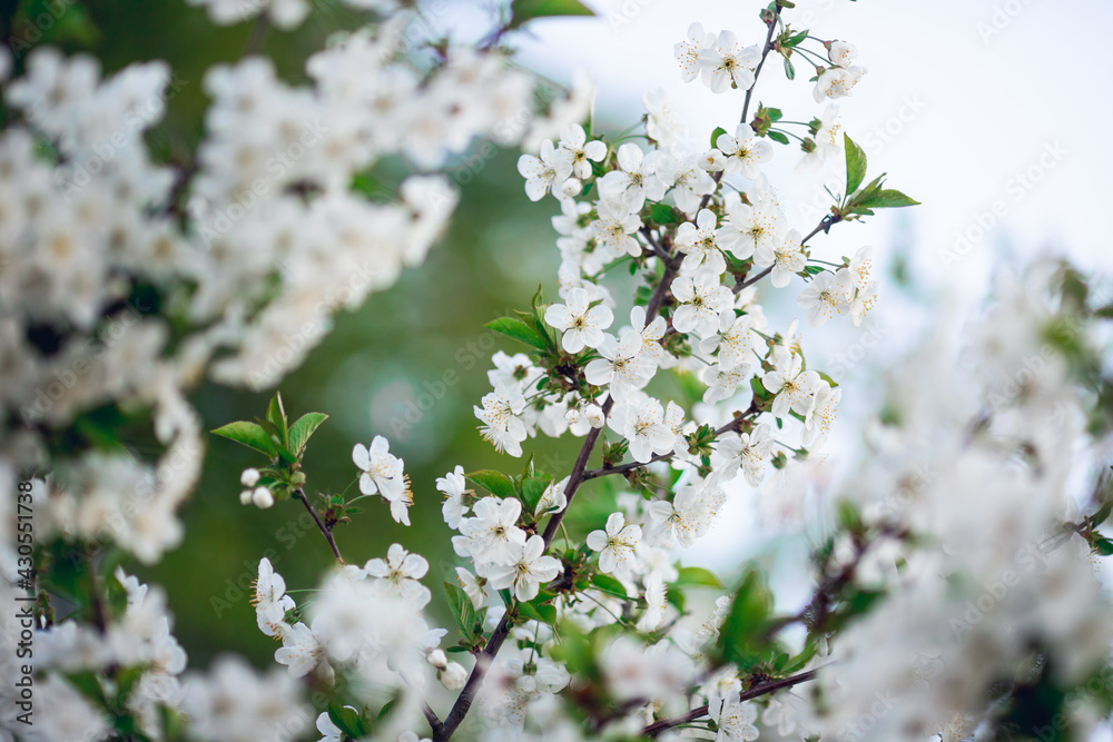 Selective focus. Spring. blossoming branches of cherry, white flowers with yellow stamens against the sky, blurred background. Screensaver and desktop wallpaper Selective focus. Spring. blossoming branches of cherry, white flowers with yellow stamens against the sky, blurred background. Screensaver and desktop wallpaper