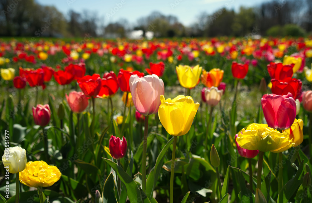 Obraz premium Beautiful coloured tulips in the Netherlands