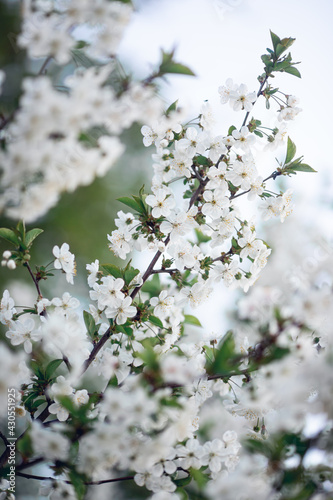 Selective focus. Spring. blossoming branches of cherry, white flowers with yellow stamens against the sky, blurred background. Screensaver and desktop wallpaper