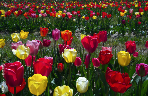 Beautiful coloured tulips in the Netherlands