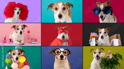 Photography Collage of videos with funny dogs talking to each other online in the form of a call