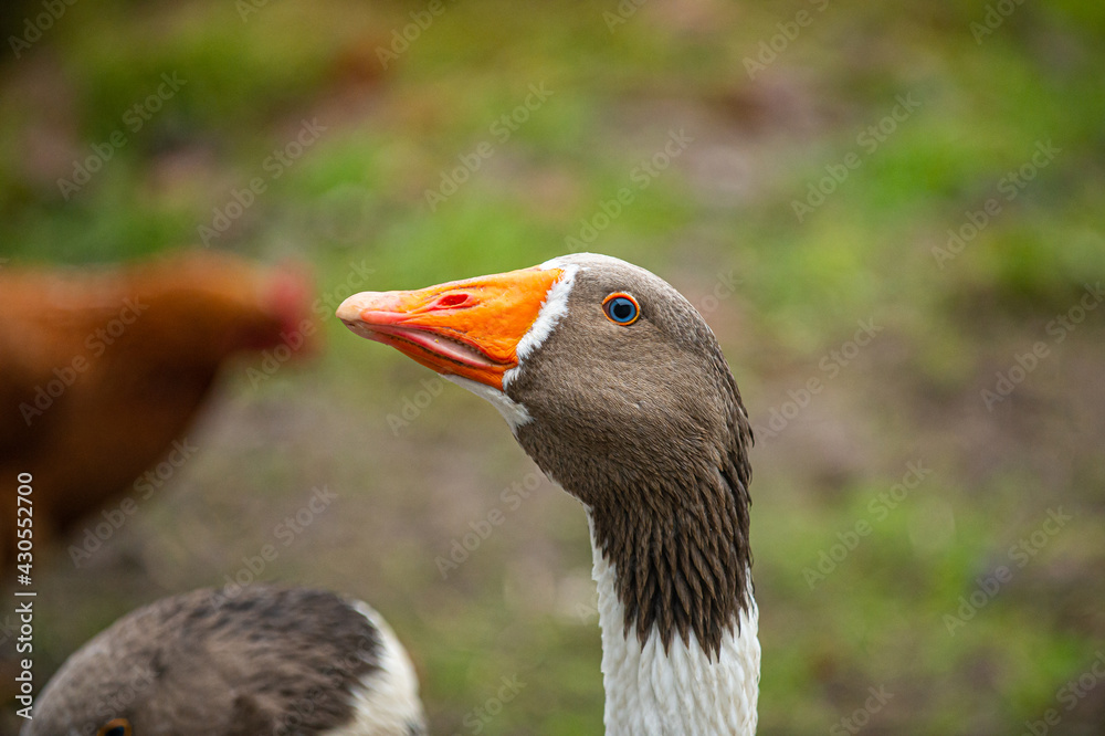 Danish organic land goose. Portrait from crew in Jutland