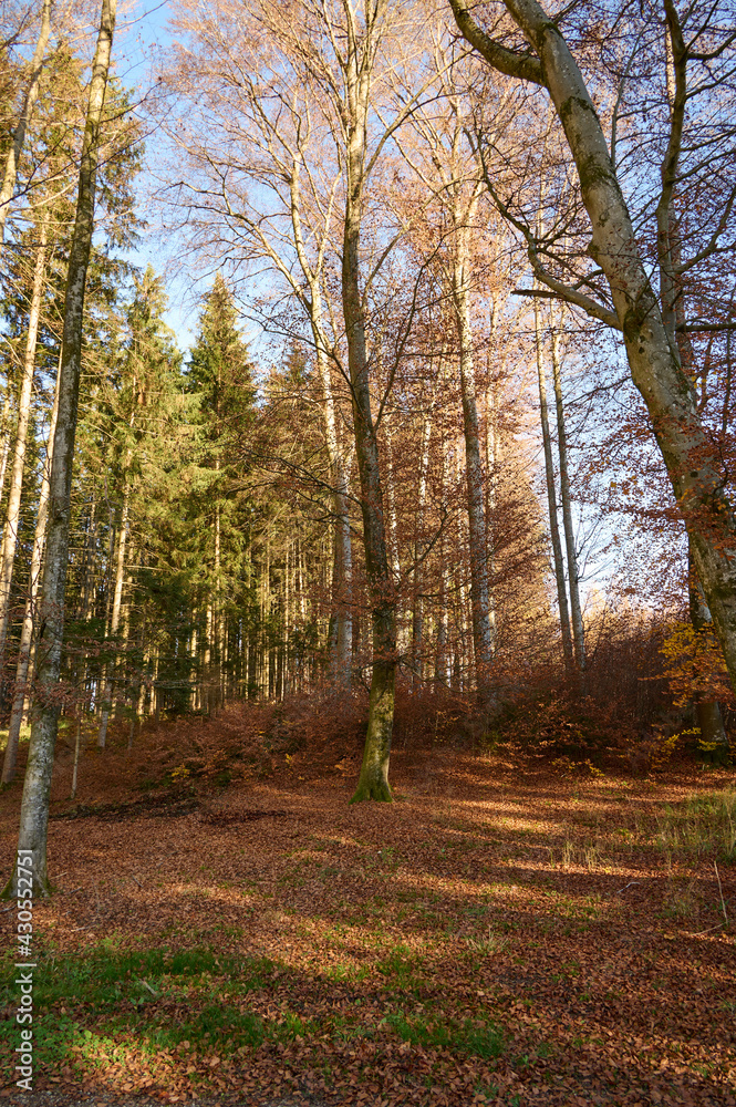 Deutscher Wald im Spätherbst Deutscher Wald im Spätherbst