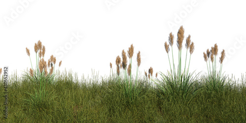 Fototapeta Naklejka Na Ścianę i Meble -  grass cutout on a white background