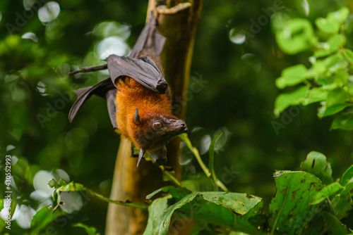 The beautiful Asian bat, relaxing, with its head down, and paying attention to food
