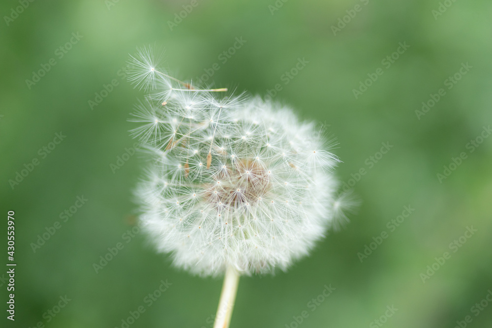 Fototapeta premium 風に揺れる綿毛