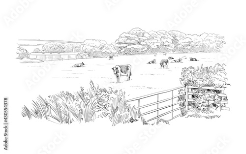 Cows are grazing in a meadow. Rural landscape. Farm sketch hand drawn vector illustration.