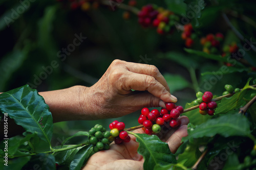 Farmers select and harvest fresh coffee beans for quality products.