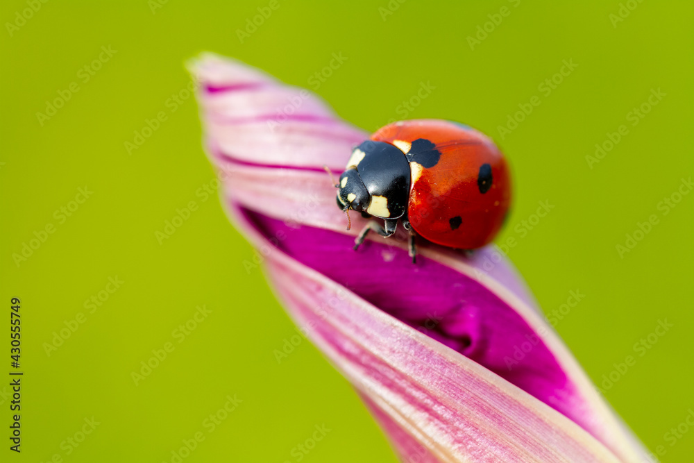 Fototapeta premium seven-spot ladybird on leaf in nature