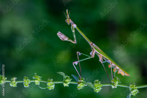 Conehead mantis (Empusa pennata) Female photo