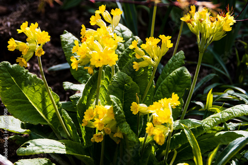 Cowslip flowers