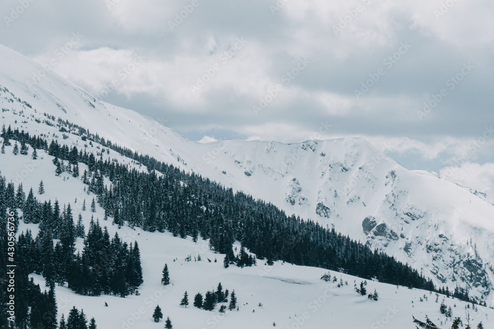 snowy verginis of the mountains in the Carpathian mountains
