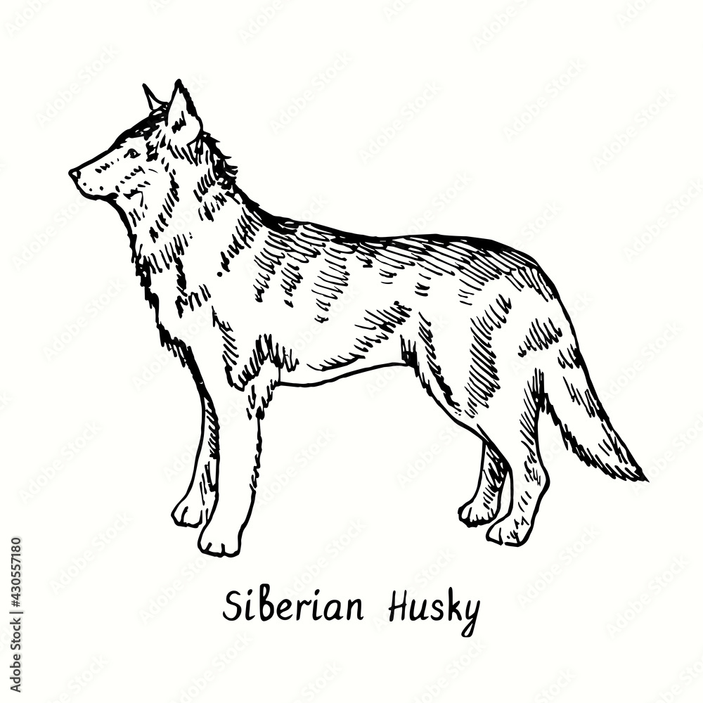 Siberian Husky standing side view. Ink black and white doodle drawing in woodcut style. Siberian Husky standing side view. Ink black and white doodle drawing in woodcut style.