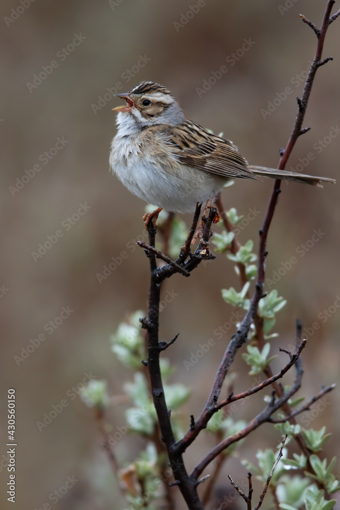 Clay-colored Sparrow, Spizella pallida Clay-colored Sparrow, Spizella pallida