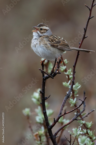 Clay-colored Sparrow, Spizella pallida