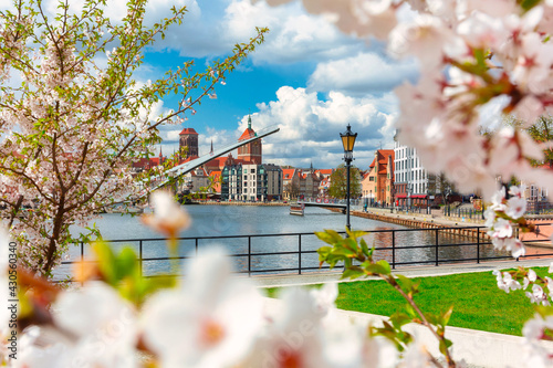 Spring scenery of the old town in Gdańsk around blooming trees. Poland