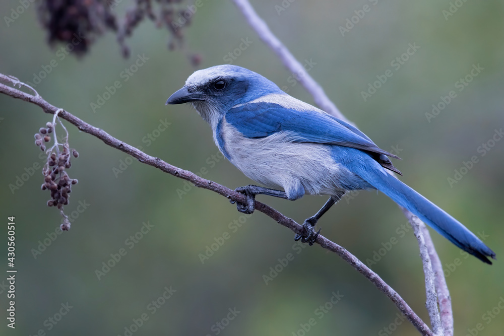 Florida Scrub-Jay, Aphelocoma coerulescens