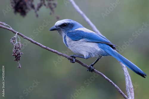 Obraz na płótnie Florida Scrub-Jay, Aphelocoma coerulescens w salonie