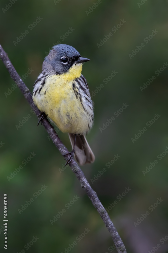 Fototapeta premium Kirtland's Warbler, Setophaga kirtlandii