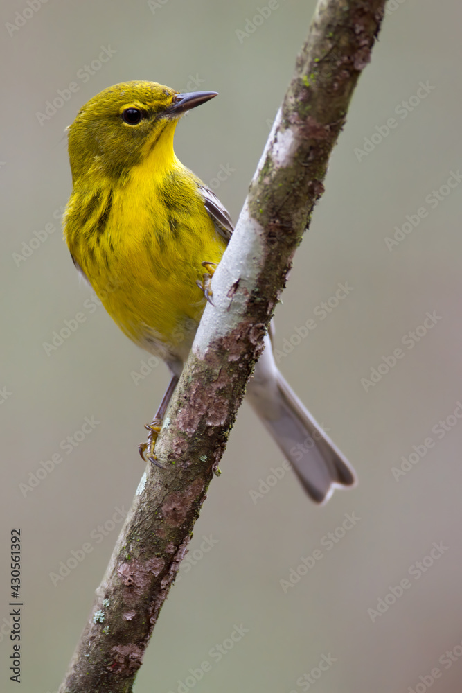Fototapeta premium Pine Warbler, Setophaga pinus