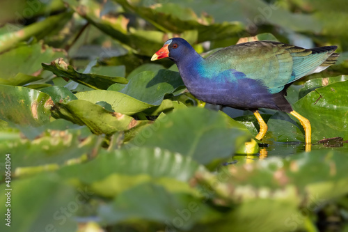 Purple Gallinule, Porphyrio martinicus photo
