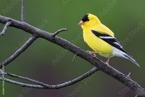 American Goldfinch, Spinus tristis