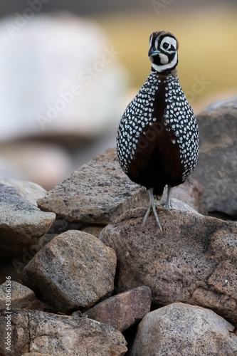 Montezuma Quail, Cyrtonyx montezumae photo