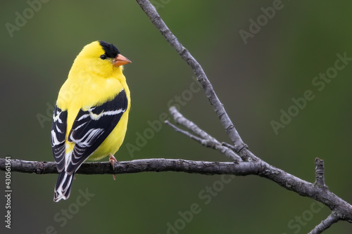American Goldfinch, Spinus tristis © AGAMI